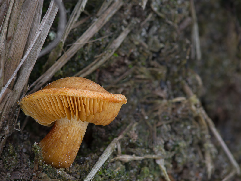 Gymnopilus flavus